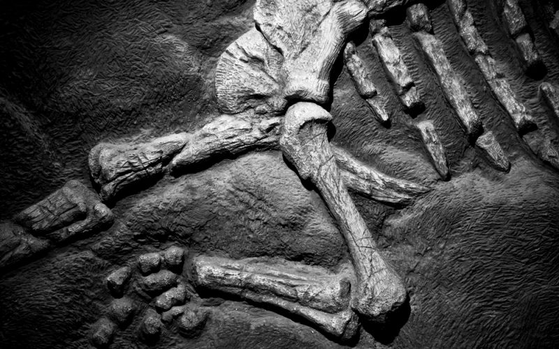 Atlas des vertébrés 2019: les êtres humains ont leur propre planche!