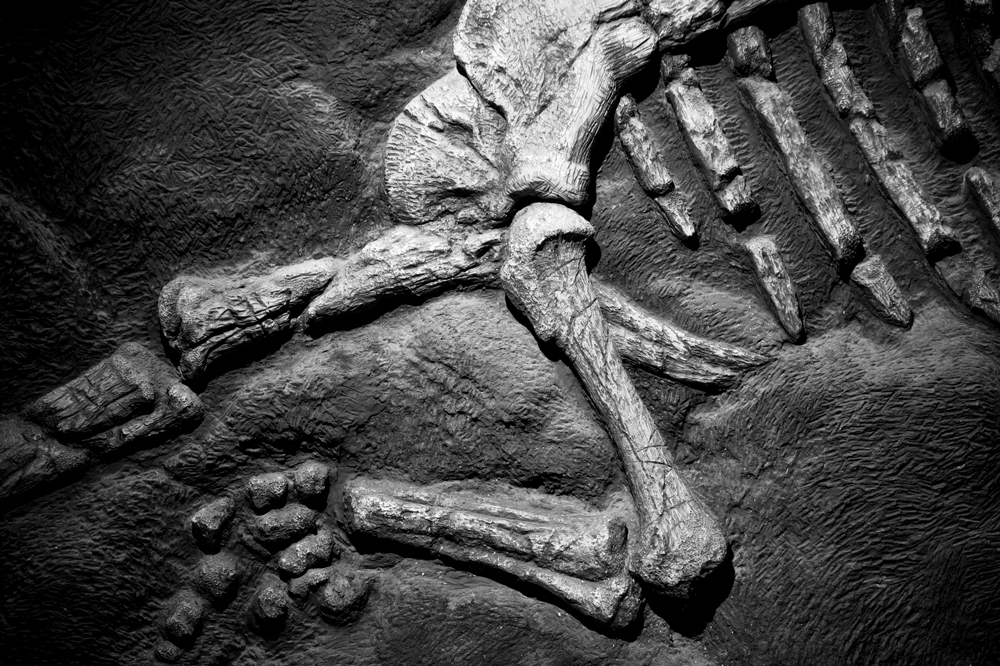Atlas des vertÃ©brÃ©s 2019: les Ãªtres humains ont leur propre planche!