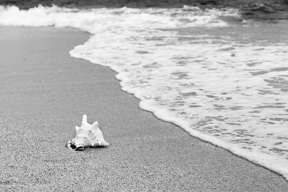 Vacances1 Coquillage sur une plage