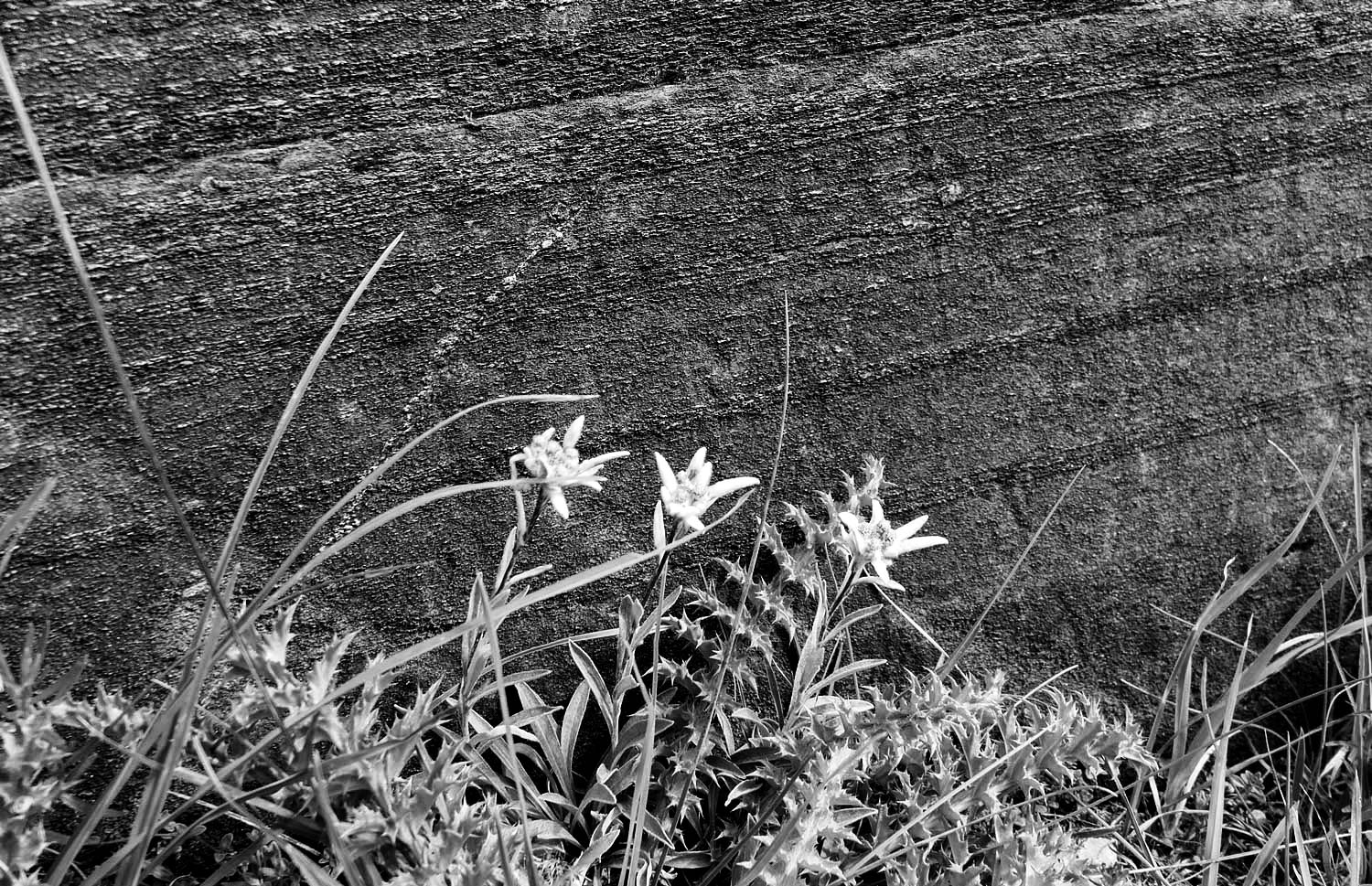 Edelweiss