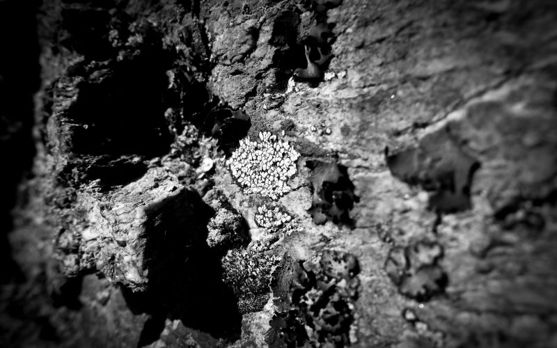 Lichens et roches: une Ã©trange histoire dâ€™amour