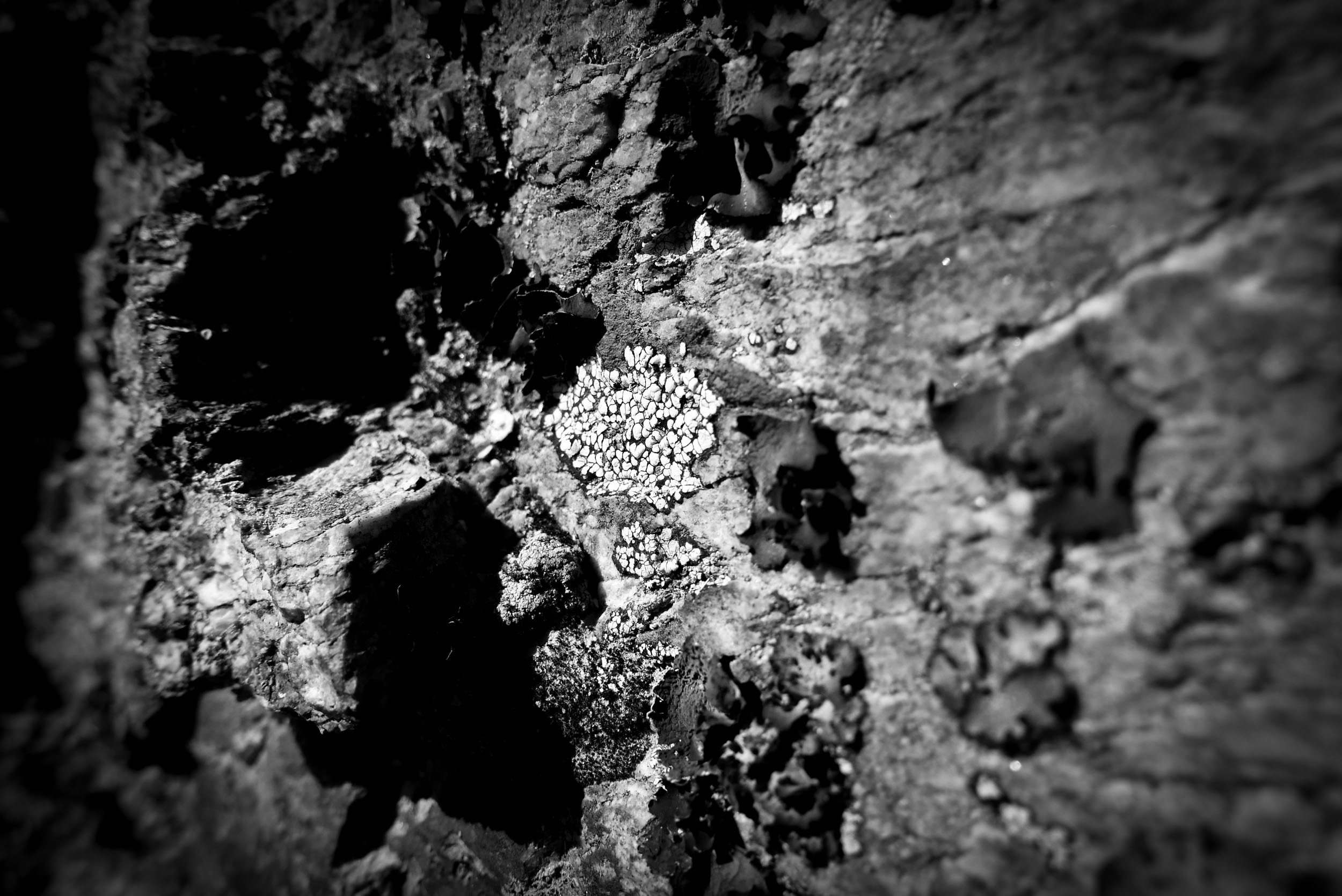 rhizocarpon geographicum Photo noir / blanc de lichen de type rhizocarpon geographicum