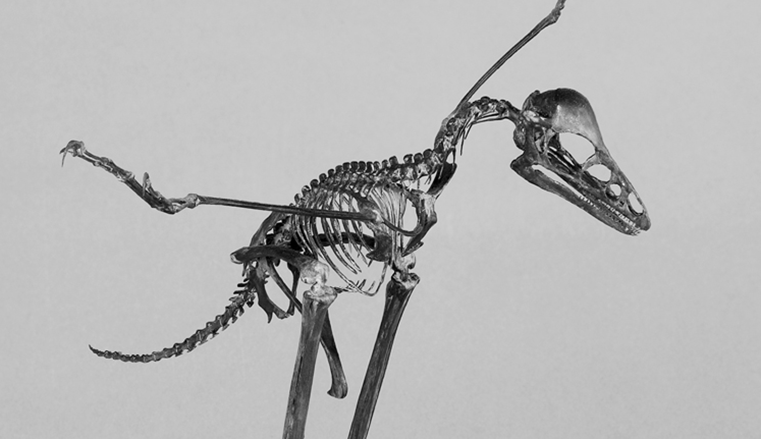 Squelette d’anchiornis Squelette d'anchiornis
