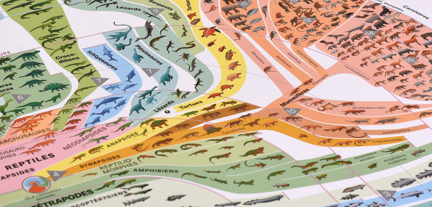 Arbre gÃ©nÃ©alogique des vertÃ©brÃ©s, tirÃ© de l'ouvrage Â«Atlas des vertÃ©brÃ©s: de leurs origines Ã  nos joursÂ», dâ€™Arthur Escher et Robin Marchant.