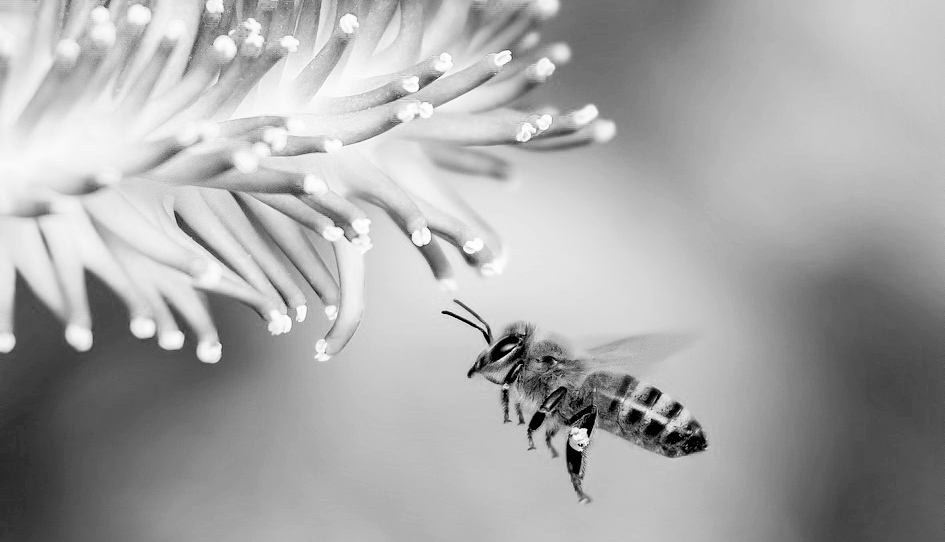 Image2 Abeille et butinage