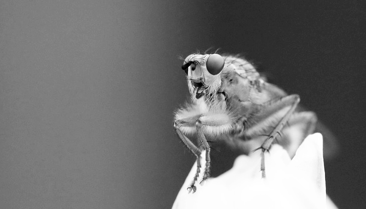Biologie: la drosophile, star de la gÃ©nÃ©tique